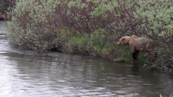 Urso castanho procura comida — Vídeo de Stock