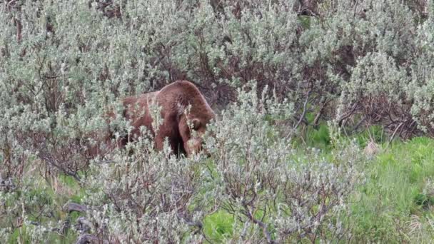 Brown bear searches for food — Stock Video