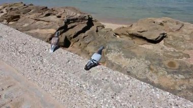 İspanya 'nın Cadiz kentinde deniz ve martıların olduğu sahili görmek ve Akdeniz' de özgürlük.