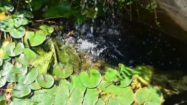 Granada, İspanya 'da nilüfer göleti