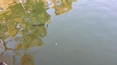 Pond with Fish in Plaza de Espaa, Seville, İspanya