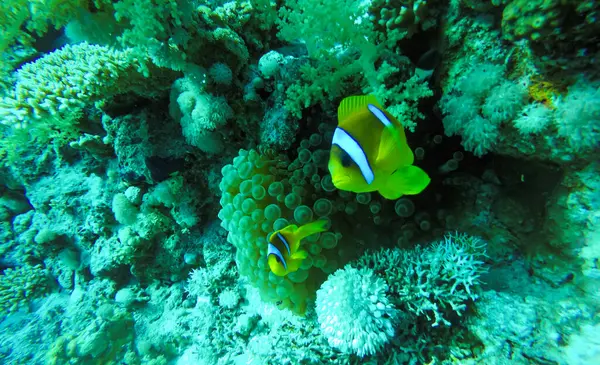 Ocellaris clownfish in Red Sea, Шарм-эш-Шейх, Египет — стоковое фото