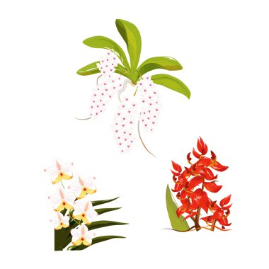 Vektör orkide 02 topluluğu.