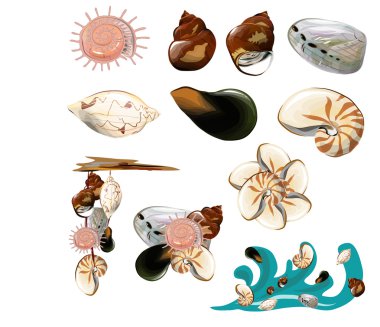 Collection of shell clipart