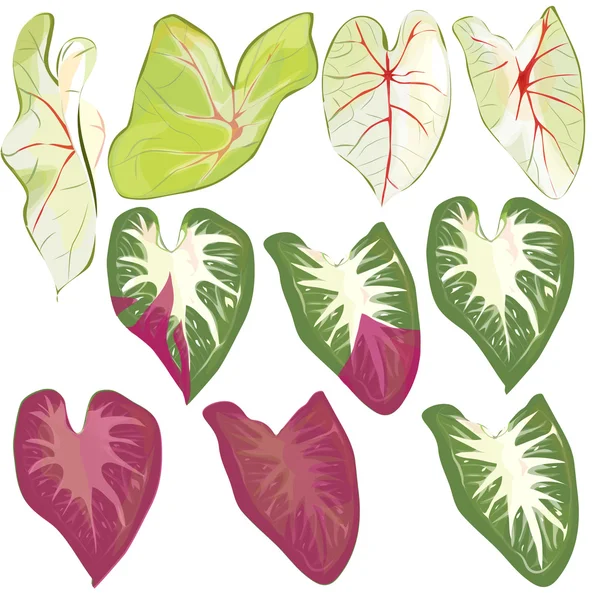 Collection Caladium — Image vectorielle