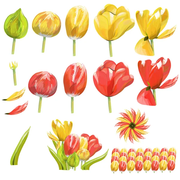 Collection of tulip — Stock Vector