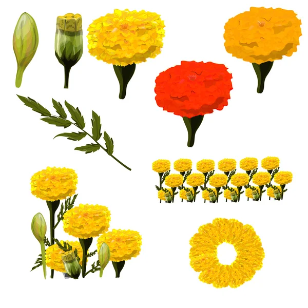 Marigold collection — Stock Vector