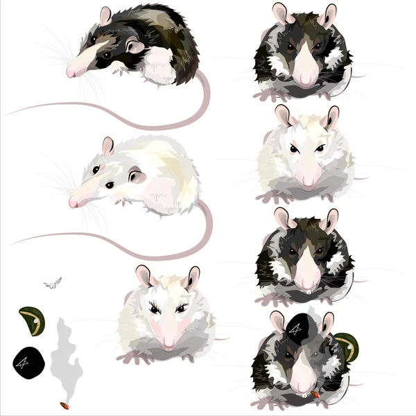 Sıçan görüntüsünü.