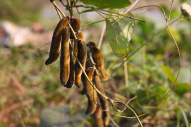 The pods of Mucuna pruriens. Its English common names velvet bean, Mauritius velvet bean, cowage, cowitch, lacuna bean, Lyon bean.The plant is notorious for extreme itchiness it produces on contact. clipart