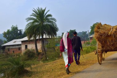 Jhargram, Hindistan - 22 Aralık 2019: Olgun pirincin toplanması bulutlu bir günde tarladan eve getirildi ve ardından bir arabaya yüklendi. seçici odak.
