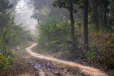 Kışın yapraksız ağaçlarla kaplı, kuru otlarla yetişen dağlık bir ormanda yol.