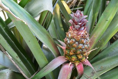 A young pineapple on a farm, tropical fruit growing in a field, garden. Baby pineapple growing on a red plant .