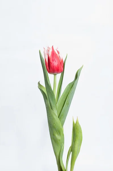 Red Tulip Stock Picture