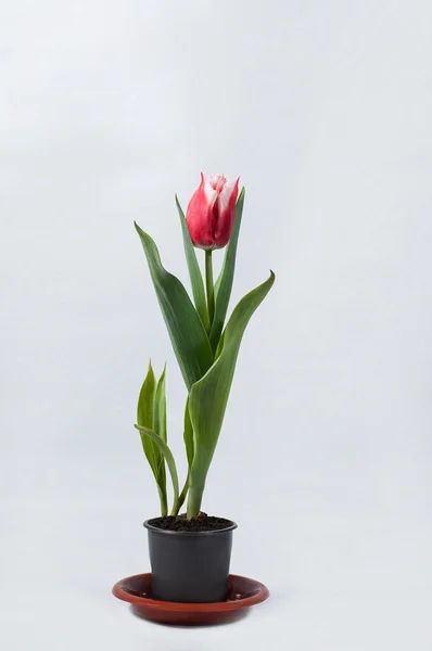 Tulipa vermelha Imagem De Stock