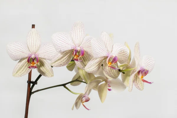 Orquídea delicada Fotos De Bancos De Imagens Sem Royalties