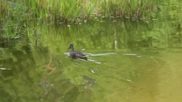 Dzika kaczka pływa po zarośniętym stawie, dzika przyroda — Wideo stockowe