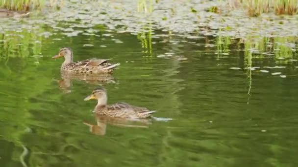 Varios patos salvajes flotando en un estanque cubierto, rastreo de cámara — Vídeo de stock