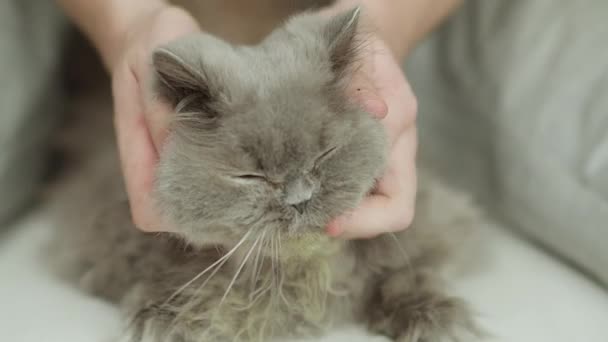 Man stroking an old british longhair cat, close-up, rack focus — Stock Video