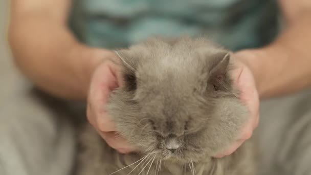 Мужчина гладит старого британского длинноволосого кота, крупным планом, сфокусированного на груди — стоковое видео