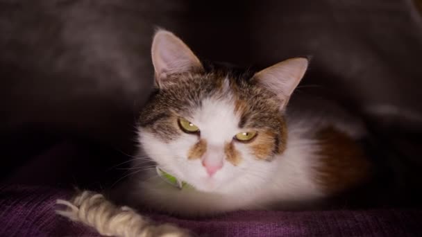 Κοντινό πλάνο της τρίχρωμης εγχώριας γάτας στα βράδια κουτί — Αρχείο Βίντεο