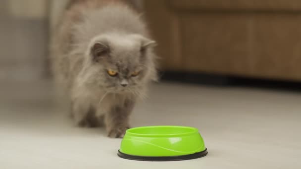 Длинношерстная британская кошка ест еду из миски, крупным планом — стоковое видео