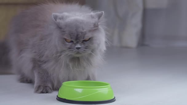 Gato britânico adulto em pé na tigela esperando homens mão derrama comida em uma tigela, gato começa a comer — Vídeo de Stock