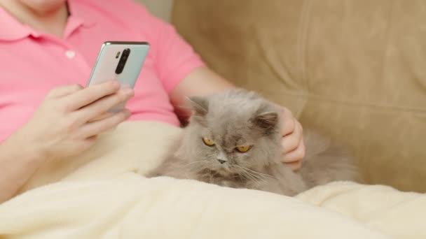 Az ember egy pokróccal borított kanapén ül, lábra áll egy brit macskával, egy férfi mobiltelefont használ. — Stock videók