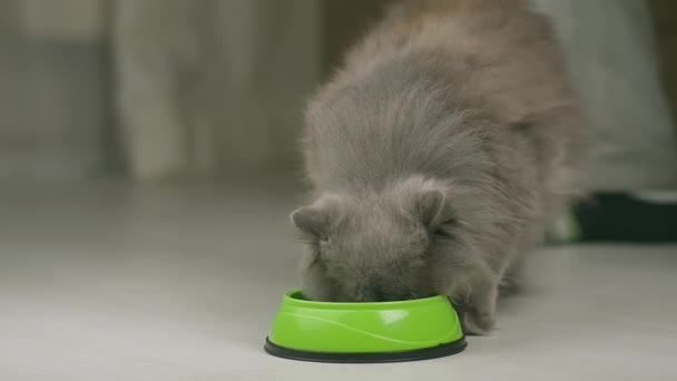 Man Carries British Cat Away Plate While Eating — Stock videók