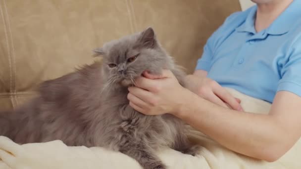 Un hombre se sienta en el sofá y acaricia a un gato británico — Vídeo de stock