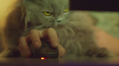 İngiliz kedisi bilgisayarın başında çalışırken bir adamın kollarında oturur.