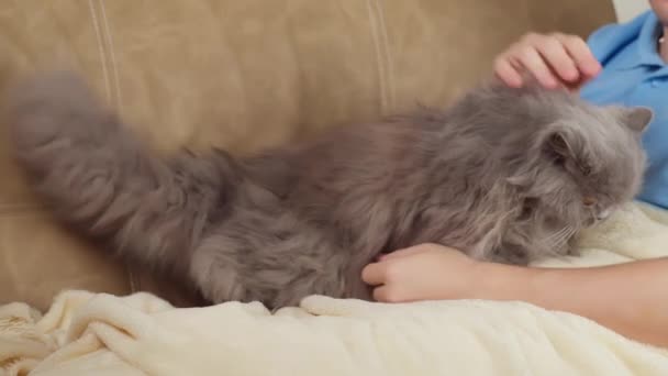 Man smeker en brittisk katt medan man sitter under en filt på soffan, copyspace — Stockvideo