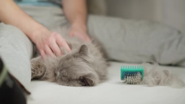 Um homem acariciando um gato depois de pentear lã — Vídeo de Stock