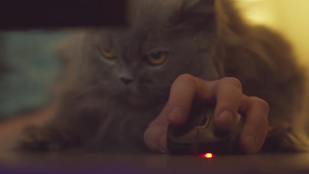 Porträtt av en brittisk katt som sitter i armarna på en man medan han arbetar vid datorn — Stockvideo