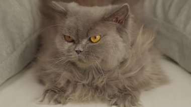 Yaşlı bir İngiliz uzun saçlı kedinin portresi bir adamın elleriyle okşanıyor.