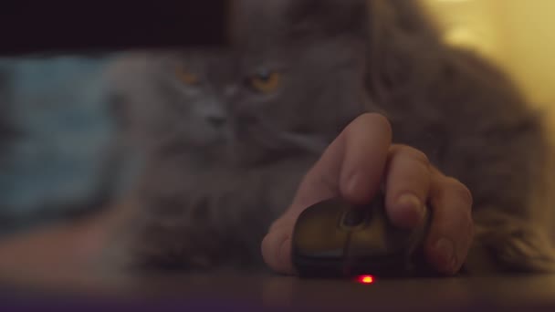 Uma mão de homem segura um mouse de computador, clica em botões e pergaminhos, em fundo embaçado Gato britânico — Vídeo de Stock