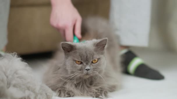 Retrato de um gato britânico de cabelos compridos deitado aos pés de um homem que está penteando — Vídeo de Stock