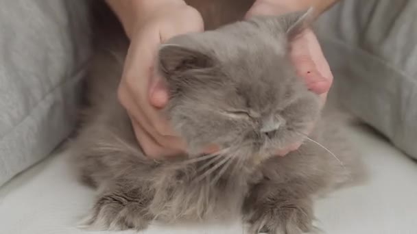 Portrait Vieux Chat Poils Longs Britannique Caressé Par Les Mains — Video