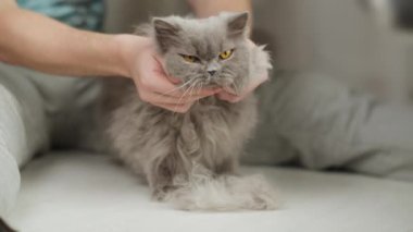 Yün taradıktan sonra İngiliz kedisini okşayan adam, evcil hayvanlara bakar.