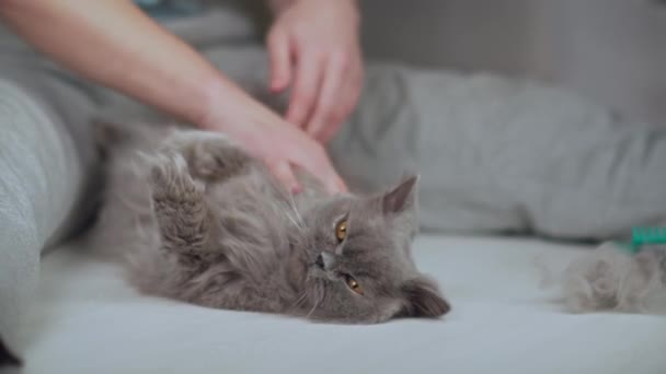 Gato doméstico jaz no chão leve aos pés do proprietário — Vídeo de Stock