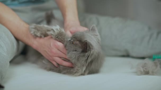 Gato doméstico jaz no chão leve aos pés do proprietário — Vídeo de Stock