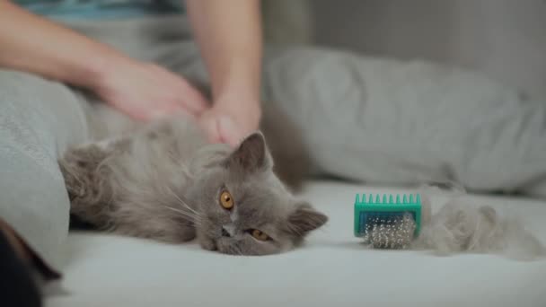 Man mengurus mantel kucing Inggris berambut panjang, stroke setelah menyisir — Stok Video