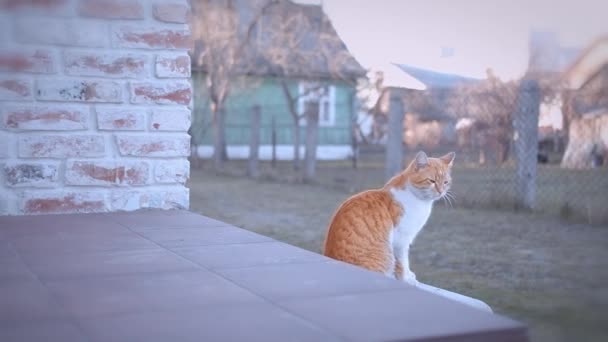 Red cat sits on the threshold of a private house, copyspace — Stock Video