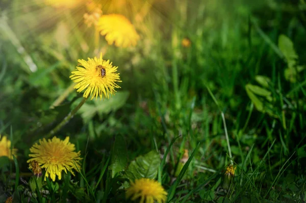 Flores Amarelas Com Fundo Grama Verde Com Abelha Voadora Durante — Fotografia de Stock