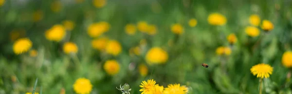 Piękne Żółte Kwiaty Zielonym Tle Trawy Latającą Pszczołą Okresie Kwitnących — Zdjęcie stockowe