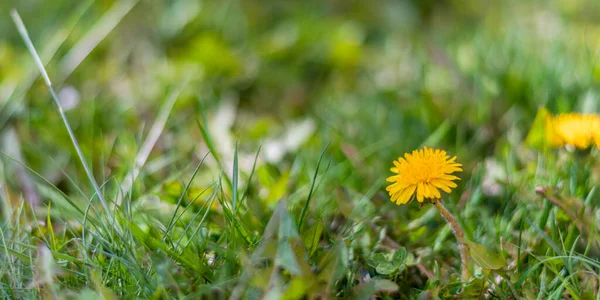 Vild Gul Blommande Blommor Med Grönt Gräs Bakgrund Med Frisk — Stockfoto