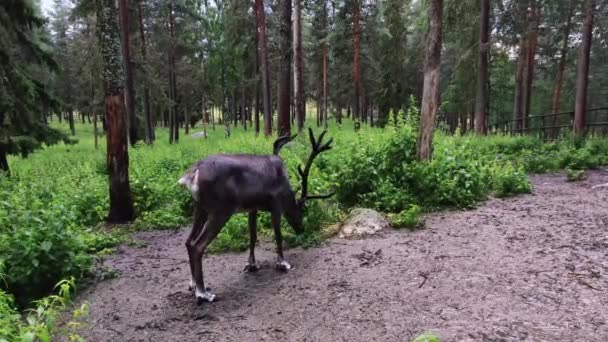 Ein Paar Wilde Elche Mit Langem Horn Stehen Mitten Wald — Stockvideo