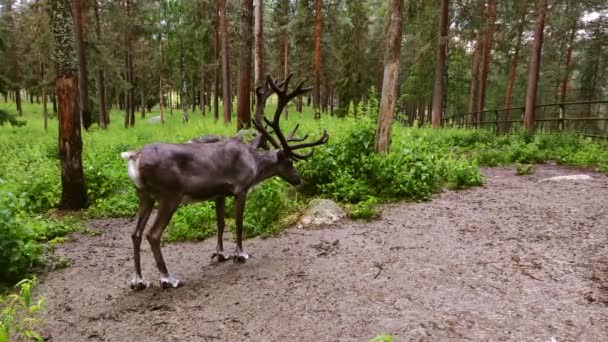 Ein Wilder Elch Mit Langem Horn Steht Mitten Wald Und — Stockvideo