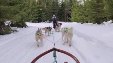 Alaska Husky köpekleri İsveç 'te tatiller boyunca güneşli bir günde orman yolunda kızağı sürüklüyorlar.