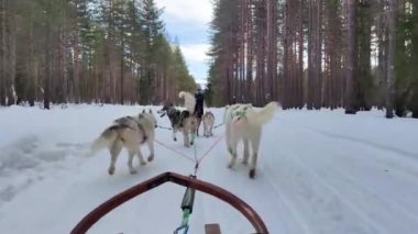 Alaska Husky köpekleri İsveç 'te tatil boyunca güneşli bir günde yeşil orman yolunda kızağı sürüklüyorlar.