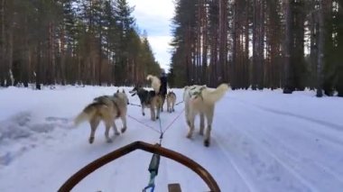 Husky köpekleri, Kuzey Avrupa 4K 'da güneşli bir günde yeşil orman kar yolunda kızağı sürüklüyor.